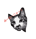 にゃこにゃ（個別スタンプ：1）