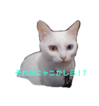 にゃこにゃ（個別スタンプ：5）