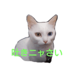 にゃこにゃ（個別スタンプ：6）