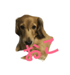 ppSTAMP（個別スタンプ：1）