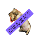 ppSTAMP（個別スタンプ：2）