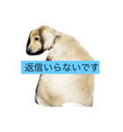 ppSTAMP（個別スタンプ：4）