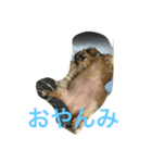 ppSTAMP（個別スタンプ：5）