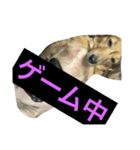 ppSTAMP（個別スタンプ：6）