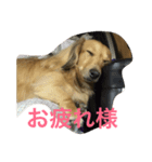 ppSTAMP（個別スタンプ：8）