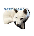 もふもふ！（個別スタンプ：10）