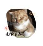 Jさんとロクちゃんの日常（個別スタンプ：2）