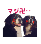 バーニーズベッキー（個別スタンプ：3）