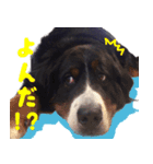 バーニーズベッキー（個別スタンプ：4）