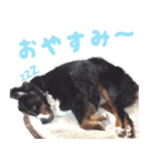 バーニーズベッキー（個別スタンプ：6）