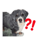 バーニーズベッキー（個別スタンプ：8）