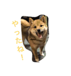 赤柴ランと胡麻柴なつ（個別スタンプ：3）