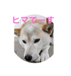 赤柴ランと胡麻柴なつ（個別スタンプ：7）