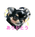 黒チワワのやしゃまる〜パピー編〜（個別スタンプ：3）