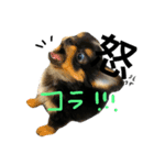 黒チワワのやしゃまる〜パピー編〜（個別スタンプ：5）