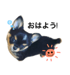 黒チワワのやしゃまる〜パピー編〜（個別スタンプ：6）