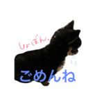 黒チワワのやしゃまる〜パピー編〜（個別スタンプ：8）