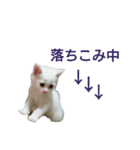 うちの、ちび（個別スタンプ：3）