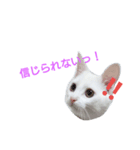うちの、ちび（個別スタンプ：4）