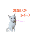 うちの、ちび（個別スタンプ：6）