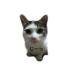 cat cat cat home（個別スタンプ：2）
