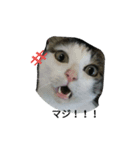 cat cat cat home（個別スタンプ：5）