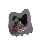 cat cat cat home（個別スタンプ：6）