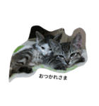 cat cat cat home（個別スタンプ：8）