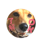 あいのたまえみ（個別スタンプ：8）