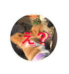 あいのたまえみ（個別スタンプ：9）