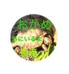 あいのたまえみ（個別スタンプ：12）