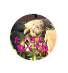 あいのたまえみ（個別スタンプ：17）