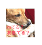 あいのたまえみ（個別スタンプ：18）