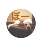 あいのたまえみ（個別スタンプ：19）