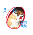 あいのたまえみ（個別スタンプ：22）