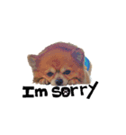 遊び心のある犬（個別スタンプ：4）