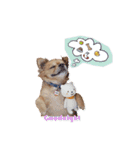 遊び心のある犬（個別スタンプ：5）