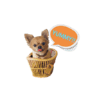 遊び心のある犬（個別スタンプ：6）