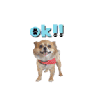 遊び心のある犬（個別スタンプ：7）