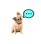 遊び心のある犬（個別スタンプ：9）