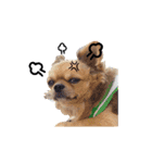 遊び心のある犬（個別スタンプ：10）