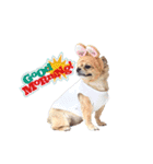 遊び心のある犬（個別スタンプ：13）