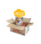 遊び心のある犬（個別スタンプ：14）