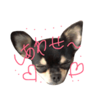 チワワのゆのゆの（個別スタンプ：6）