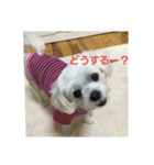 くーまる（個別スタンプ：3）