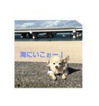 くーまる（個別スタンプ：10）