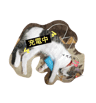 みーちゃん チャチャチャ（個別スタンプ：1）