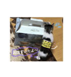 みーちゃん チャチャチャ（個別スタンプ：6）