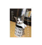 みーちゃん チャチャチャ（個別スタンプ：7）