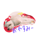 chocochanstamp（個別スタンプ：1）
